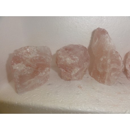 Roževec stoječi 4,5-7Cm A kvaliteta