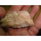 Pink Opal 6-10Cm