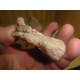Pink Opal 6-10Cm
