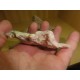 Pink Opal 6-10Cm