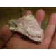 Pink Opal 6-10Cm