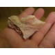 Pink Opal 6-10Cm