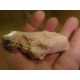 Pink Opal 6-10Cm
