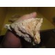 Pink Opal 6-10Cm